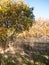 Country wooden reserve walkway path tree autumn yellow golden la