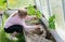 Country of work. At the dacha in the greenhouse, a girl plants tomato seedlings.