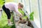 Country of work. At the dacha in the greenhouse, a girl plants tomato seedlings.