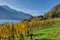 Countryside autumn landscape with vineyards in Swiss Alps. Switzerland, Europe