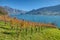 Countryside autumn landscape with vineyards in Swiss Alps. Switzerland, Europe