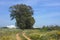 Countryside Conil-Cadiz-Andalusia