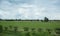 Countryside Cornfield at Thailand