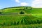 Countryside in Cote dOr, Burgundy