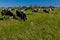 Countryside with farmer and cows