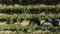 Countryside farms, vineyard grapes, aerial view of grapes harvest with tractor