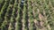 Countryside farms, vineyard grapes, aerial view of grapes harvest with tractor
