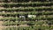 Countryside farms, vineyard grapes, aerial view of grapes harvest with tractor