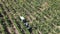 Countryside farms, vineyard grapes, aerial view of grapes harvest with tractor
