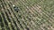 Countryside farms, vineyard grapes, aerial view of grapes harvest with tractor