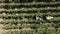 Countryside farms, vineyard grapes, aerial view of grapes harvest with tractor