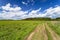 Countryside field natural background. Green grass and blue sky. Cloud scape in sunny day. Russia