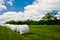 Countryside field with oak