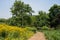 Countryside footpath in flowering sunny summer