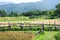 countryside golden paddy rice farm. scenic outdoor agriculture view. wooden broken cart leaves on glass