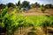 Countryside and Grape Vines, Temecula, California