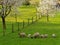 Countryside idyll by cherry blossom and sheeps grazing at spring