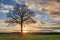 Countryside landscape with a beautiful tree and colorful sunset, Weelde, Flanders, Belgium