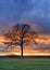 Countryside landscape with a beautiful tree and colorful sunset, Weelde, Flanders, Belgium