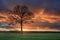 Countryside landscape with a beautiful tree and colorful sunset, Weelde, Flanders, Belgium