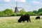 Countryside landscape with black scottish cow, pasture with wild flowers and traditional Dutch wind mill