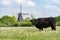 Countryside landscape with black scottish cow, pasture with wild flowers and traditional Dutch wind mill