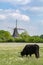 Countryside landscape with black scottish cow, pasture with wild flowers and traditional Dutch wind mill