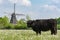 Countryside landscape with black scottish cow, pasture with wild flowers and traditional Dutch wind mill