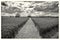 Countryside landscape in black and white of wheatfields