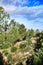 Countryside landscape with native bushes and conifers