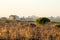 Countryside landscape with native bushes and eucalyptus trees