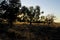 Countryside landscape with native bushes and eucalyptus trees