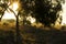 Countryside landscape with native bushes and eucalyptus trees