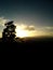 Countryside landscape with pine tree at evening dusk