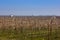 countryside landscape in the plain in Veneto Italy.