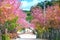 Countryside landscape with rows of cherry blossoms blooming along road and silhouette of people walking along