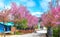 Countryside landscape with rows of cherry blossoms blooming along road and silhouette of people walking along