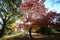 Countryside landscape in spring