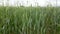 Countryside landscape, wheat concept, plant stem, spikelet, cultivated land