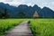 Countryside landscaped, wooden pathway in green rice field in Vang Vieng, Laos