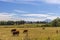 Countryside landscapes of Washington State with Mt Rainier background in Summer.