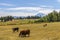 Countryside landscapes of Washington State with Mt Rainier background in Summer.