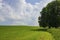 Countryside landskape field and tree