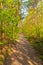 Countryside lane lined with lush green trees