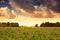 Countryside meadow covered with alfalfa res