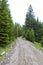 Countryside mountain road in the middle of a forest 