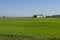 Countryside near Vercelli, Italy, at summer