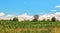 countryside panorama, landscape with blue sky with small clouds over a green cornfield.