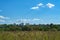 Countryside panorama with trees and blue sky with clouds and city silhouette