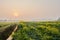 Countryside path along ditch in flowering rape and cabbage field at sunrise